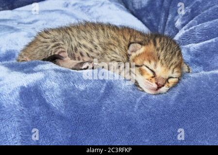 F4 Newborn Serval Savannah Kitten Stock Photo