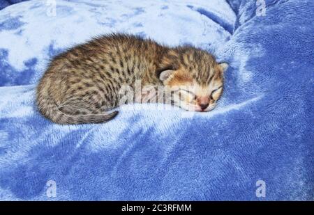 F4 Newborn Serval Savannah Kitten Stock Photo