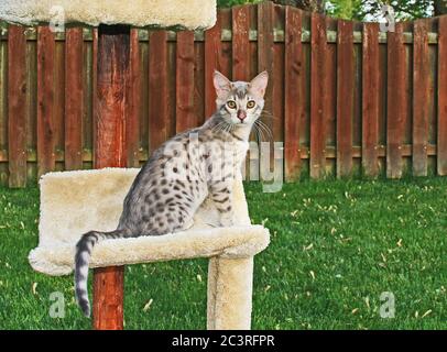 F4 Gray Spotted Serval Savannah Domestic Kitten Stock Photo