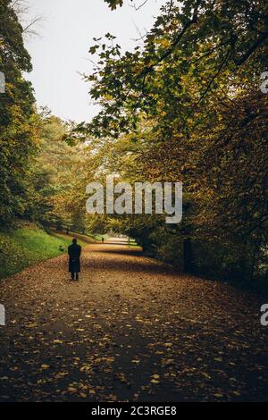 Beautiful scenery of a male walking on an autumn day  in Roundhay Park, Leeds Stock Photo