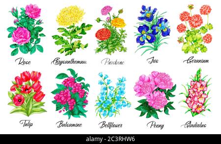 Design set of Rose, Purslane, Iris, Geranium, Tulip, Peony, Gladiolus and other flowers isolated on white. Watercolor  botanical illustration with cli Stock Photo