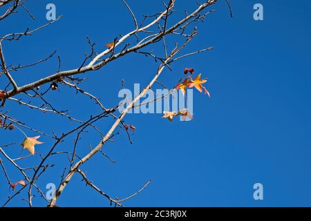 Liquidambar tree branches with a few leaves, in Autumn or Fall, against a bright blue clear sky. Stock Photo