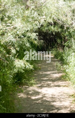 Empty forest path through greenery in a park Stock Photo