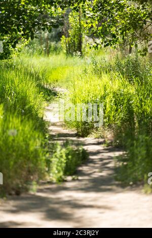 Empty forest path through greenery in a park Stock Photo