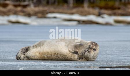 Seal resting on an ice floe. The bearded seal, also called the square flipper seal. Scientific name: Erignathus barbatus. White sea, Russia Stock Photo