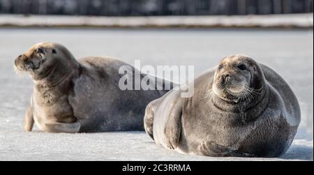 Seals resting on an ice floe. The bearded seal, also called the square flipper seal. Scientific name: Erignathus barbatus. White sea, Russia Stock Photo