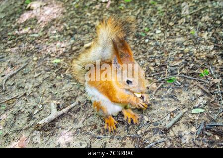 A young red squirrel looks for fallen nuts in the forest Stock Photo