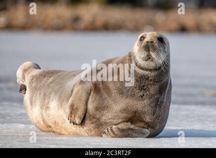 Seal resting on an ice floe. The bearded seal, also called the square flipper seal. Scientific name: Erignathus barbatus. White sea, Russia Stock Photo