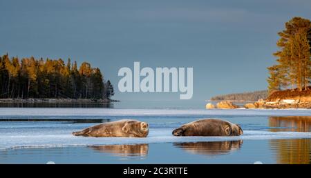 Seals resting on an ice floe in sunset light. The bearded seal, also called the square flipper seal. Scientific name: Erignathus barbatus. White sea, Stock Photo