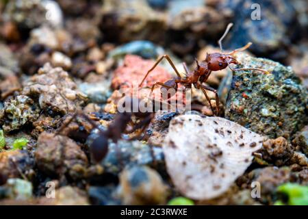 Macro photography of leaf cutter ant on stones Stock Photo