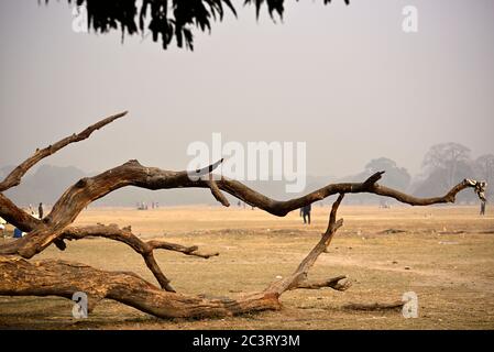 Dry old tree uprooted, lies on ground Stock Photo