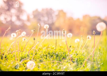 Nature meadow with dandelion field in sunset, blurred park garden view. Autumn floral closeup, autumn dandelion closeup Stock Photo