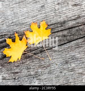 Banner, web page or cover template of autumn background with yellow colored leaves on wooden board copy space Stock Photo