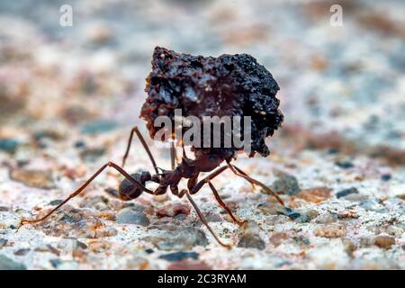 Macro photography of leaf cutter ant carrying a large load on it Stock Photo