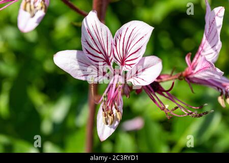 Pale purple flower of Dictamnus albus (also known as burning bush, dittany, gas plant, and fraxinella) Stock Photo