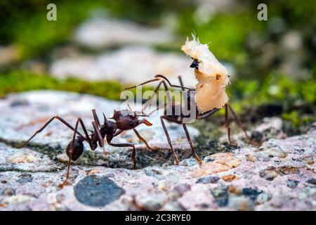 Macro photography of leaf cutter ant carrying a load Stock Photo