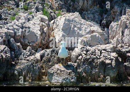 Portrait of seagull standing on a rock Stock Photo
