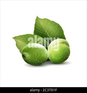 Green walnuts with leaves isolated on a white background. Stock Vector