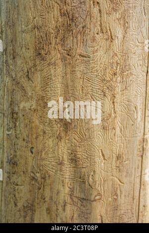 Trunk of dead tree without bark with traces of beetles. Rough natural wooden surface with lines. Wood texture for background. Stock Photo