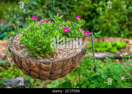 Small, Deep Pink Million Bells flowers growing in hanging basket in the garden. The Calibrachoa bell like flowers are like miniature petunias. Surroun Stock Photo