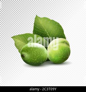 Green walnuts with leaves isolated on a transparent background. Realistic vector illustration, 3d Stock Vector