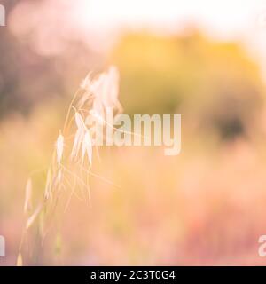 Dry grass meadow in sunset light. Peaceful nature environment. Stock Photo