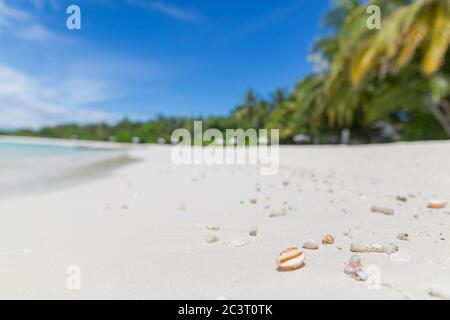Beach landscape closeup with shells and coral in the sand. Tranquil beach seashell on the summer beach in sea water. Summer vacation holiday view Stock Photo