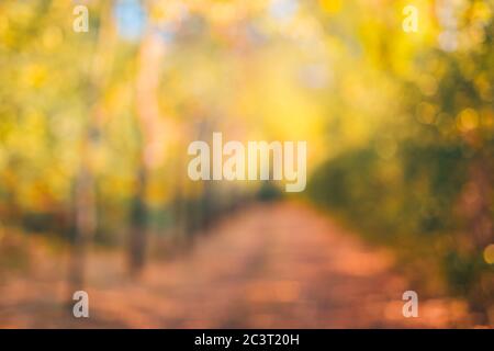 Autumn background blurred orange. Bokeh autumn park background, dream peaceful bokeh autumn colors Stock Photo