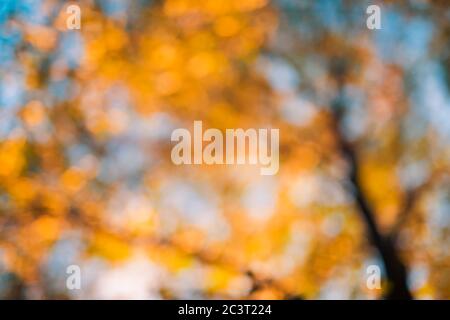 Autumn background blurred orange. Bokeh autumn park background, dream peaceful bokeh autumn colors Stock Photo