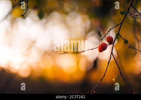 Ripe hawthorn or Crataegus monogyna in autumn, closeup. Autumnal red berries, panoramic view Stock Photo