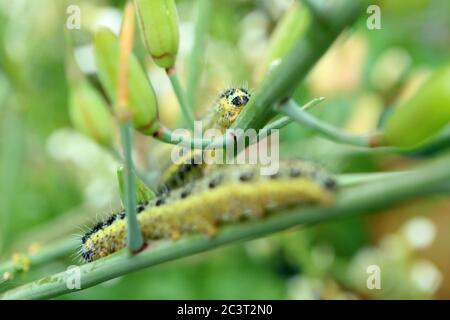 Large white butterfly pieris brassicae caterpillar infestation eating their way through vegetable plant in garden in the uk Stock Photo