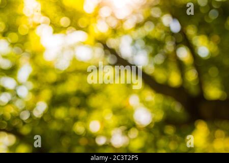 Blurred photo, abstract nature background. Green trees show the morning sun. Stock Photo