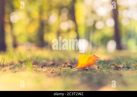 Beautiful autumn landscape with yellow trees and sun. Colorful foliage in the park. Falling leaves natural background Stock Photo