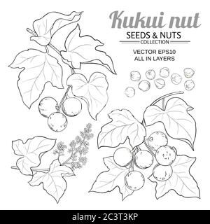 kukui vector set Stock Vector