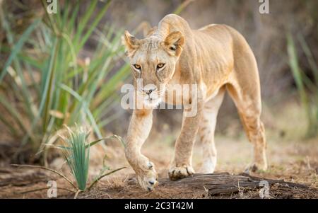 Horizontal full body portrait of a lioness walking in Samburu National Park Kenya Stock Photo