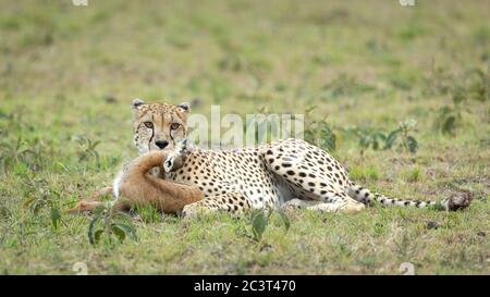 Female cheetah lying down holding a dead Thompson's gazelle by her throat in Masai Mara Kenya
