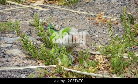 Monk Parakeet (Myiopsitta monachus) living free in the Canary Islands Stock Photo