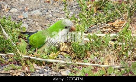 Monk Parakeet (Myiopsitta monachus) living free in the Canary Islands Stock Photo