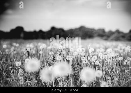 Dandelion macro photography on white in black. Abstract macro photo of plant seeds. Black and white process Stock Photo