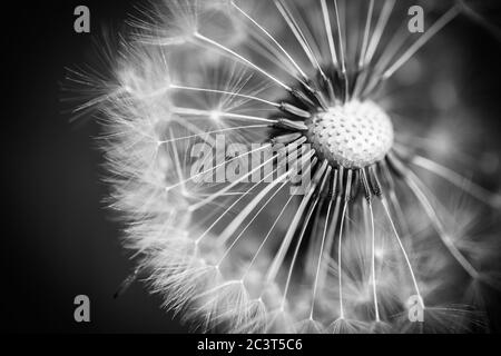 Dandelion macro photography on white in black. Abstract macro photo of plant seeds. Black and white process Stock Photo