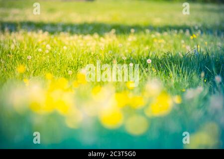 Field with dandelions. Closeup of yellow spring flowers. Floral summer spring background. Yellow dandelion flowers close-up in a field on nature Stock Photo
