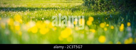 Field with dandelions. Closeup of yellow spring flowers. Floral summer spring background. Yellow dandelion flowers close-up in a field on nature Stock Photo