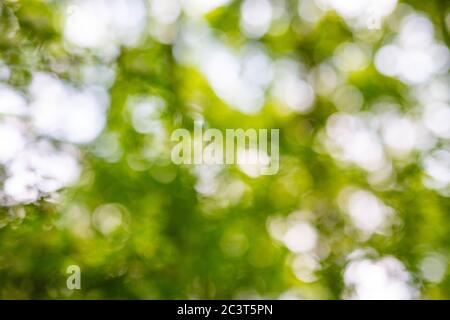 Abstract blur green color for background,blurred and defocused effect spring concept for design. Beautiful blur bokeh nature background Stock Photo