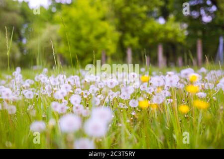 Green field with white and yellow dandelions outdoors in nature in summer. Green summer meadow with dandelions at sunset. Nature background Stock Photo