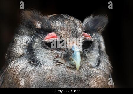 Verreaux's Eagle Owl - Bubo lacteus, portrait of beautiful large owl from African forests and woodlands, Kenya. Stock Photo