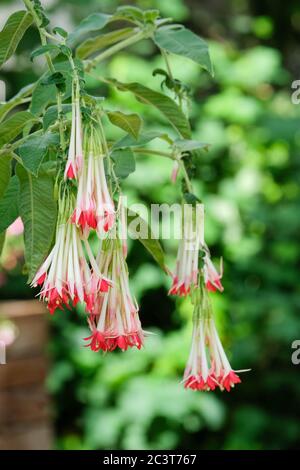 Pendant red-tipped flowers of fuchsia Boliviana 'Alba'. 'Alba' Bolivian Fuchsia Stock Photo