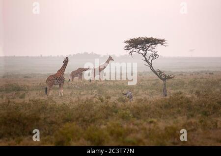 Rothschild's giraffe, Giraffa camelopardalis rothschildi, grazing in Lake Nakuru National Park. Kenya. Africa. Stock Photo