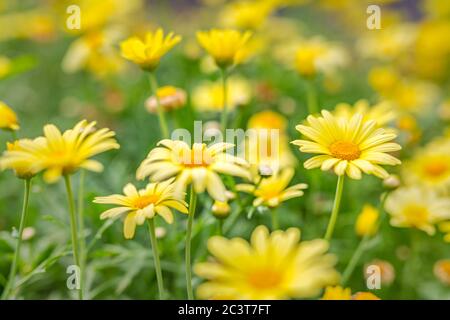 Soft focus closeup of yellow flowers, bright spring summer flowers. Yellow orange garden flowers Stock Photo
