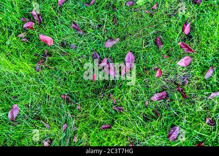 Autumn leaves on grass, abstract seasonal nature background Stock Photo
