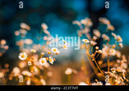 Bright sunset meadow flowers in early sunny fresh morning. Vintage autumn landscape, closeup of floral blooming nature on blurred bokeh Stock Photo